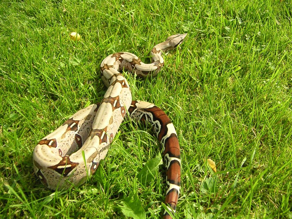 常见的蟒蛇