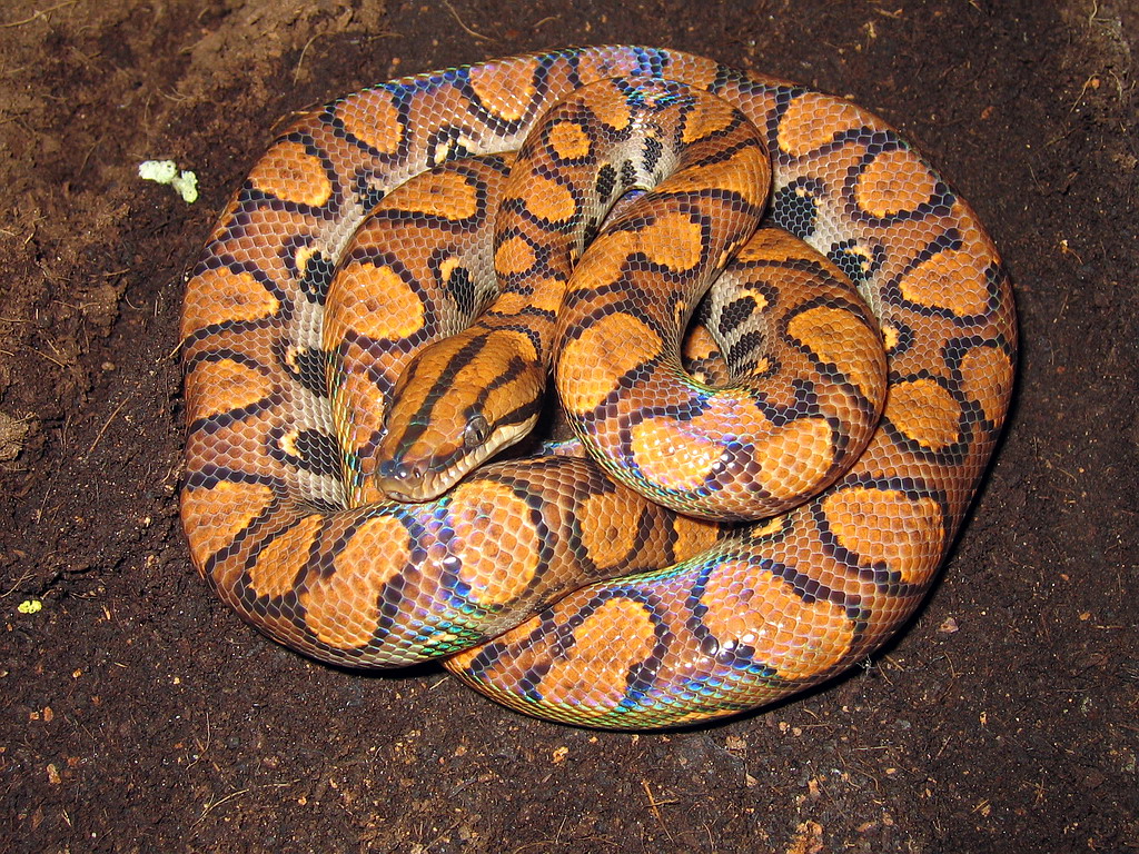 彩虹蟒蛇