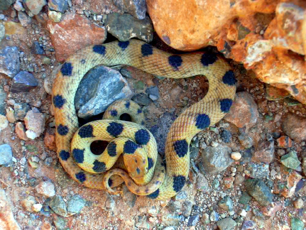 Catia di Namib snake