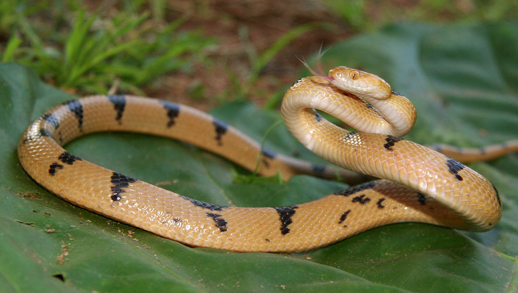 Kenyansk katt orm