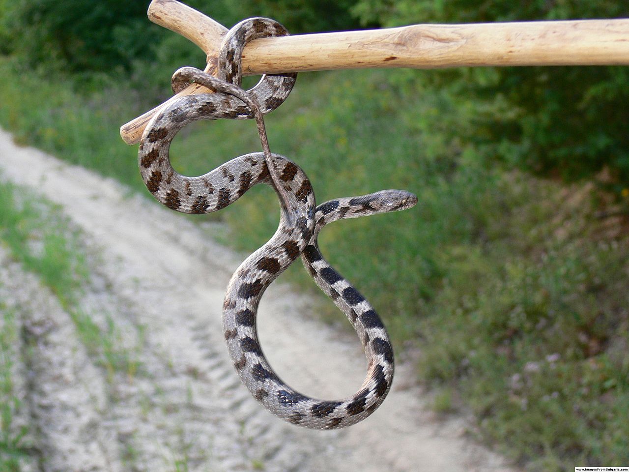 Caucasian cat snake