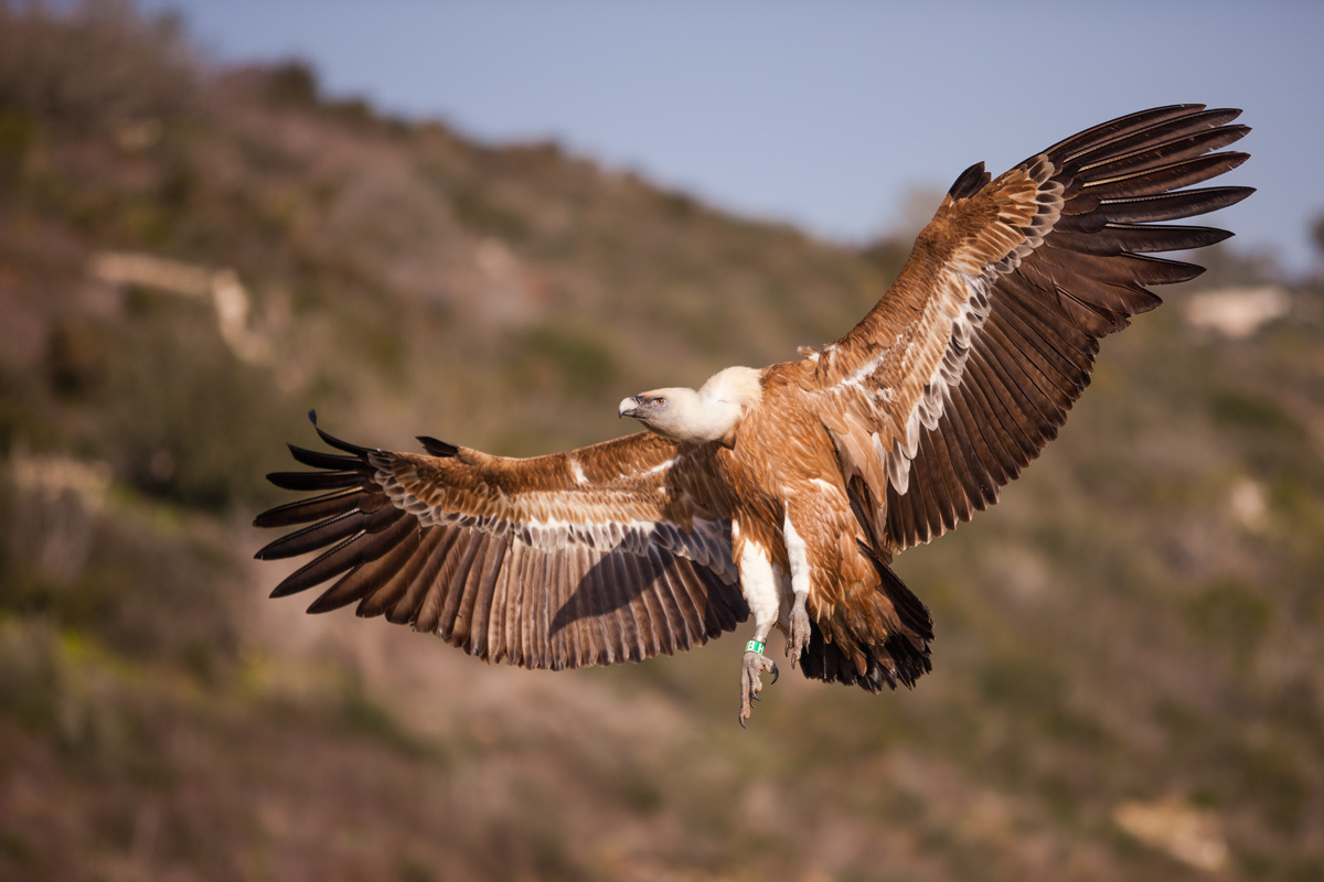 Griffon Vulture sa paglupad, Israel