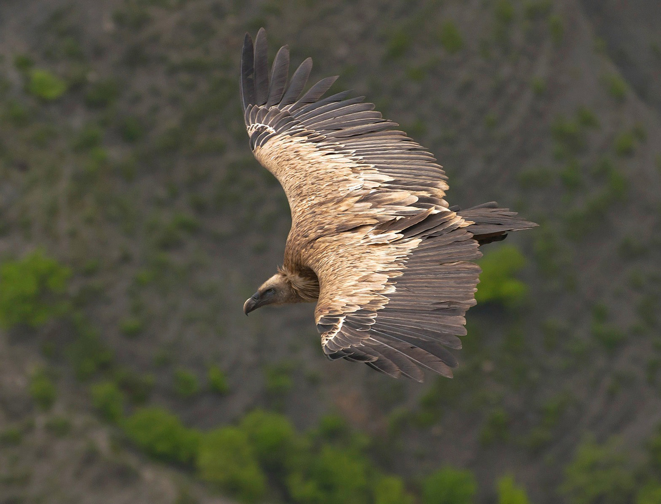 Griffo-vulturo en flugo