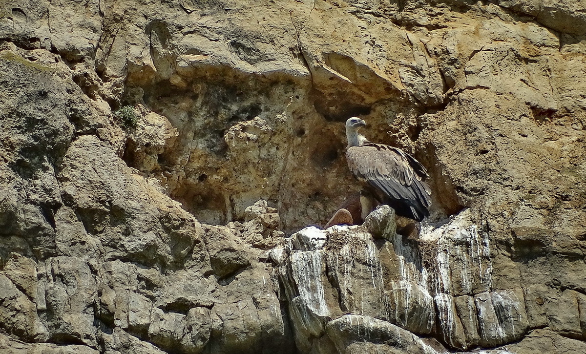 Griffon Vulture li ser nest