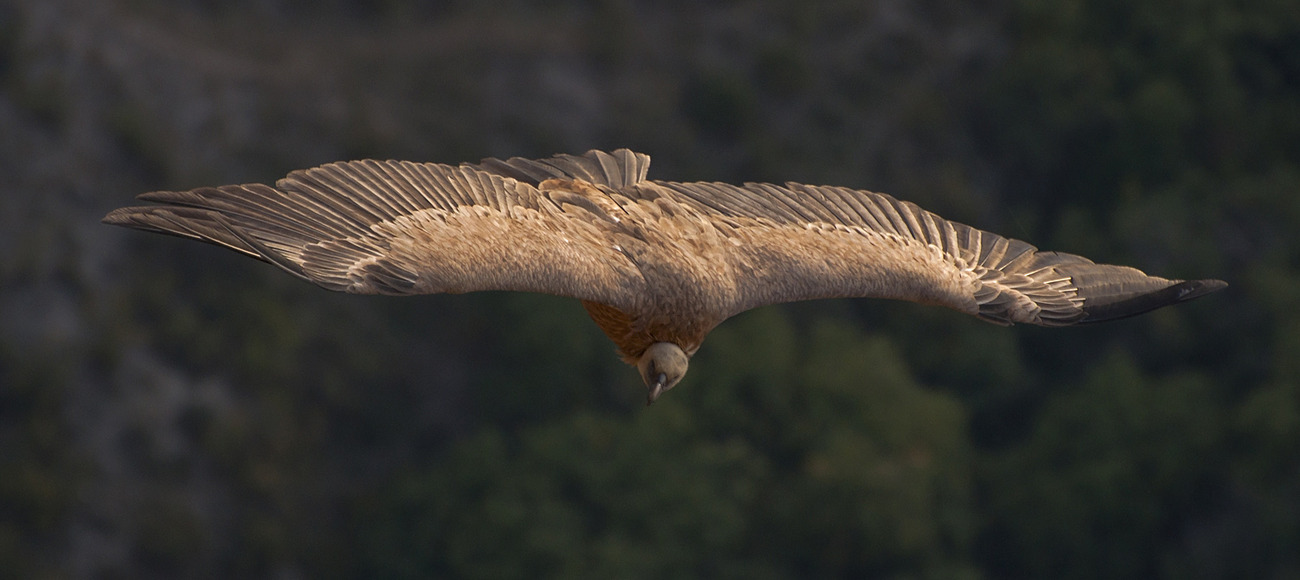 Grifonul vultur în zbor