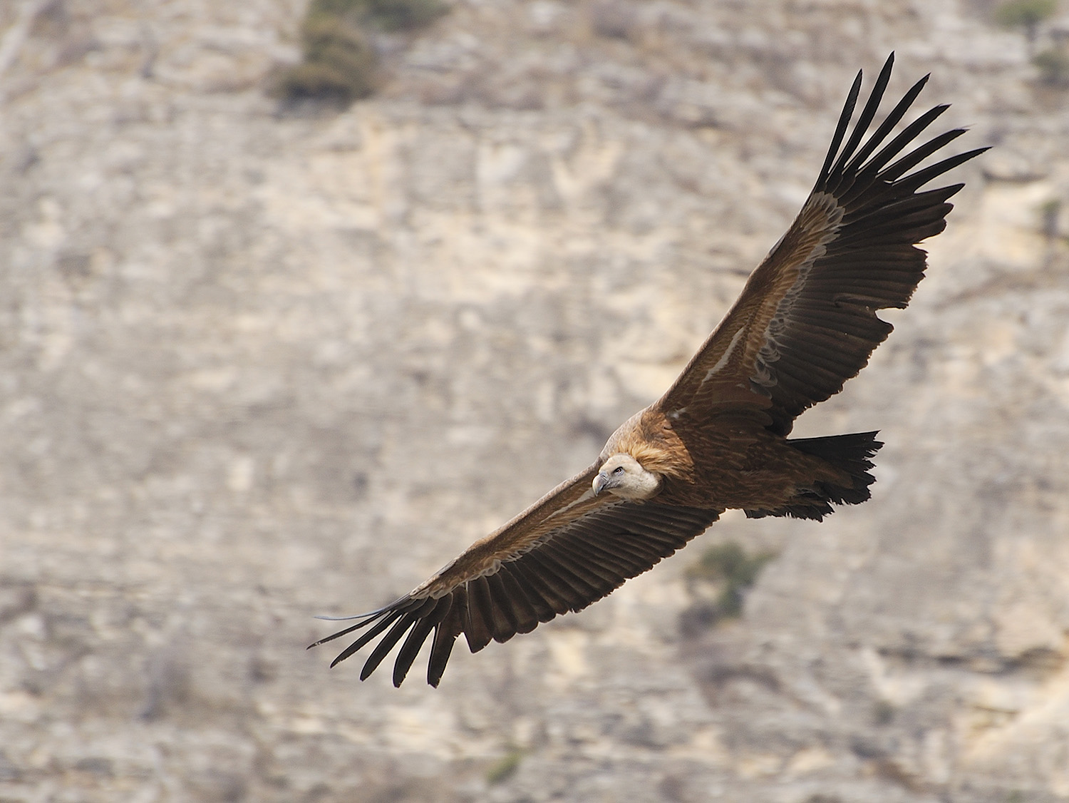 Griffon vulture sa paglupad sa background sa bato
