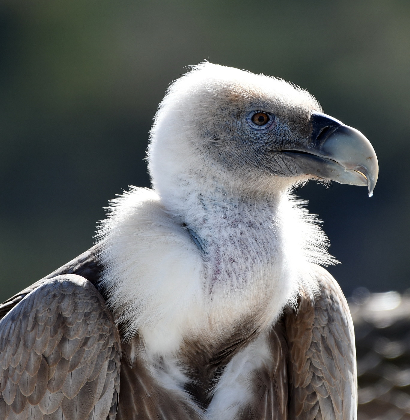 Griffon Vulture: closeup photo of the head