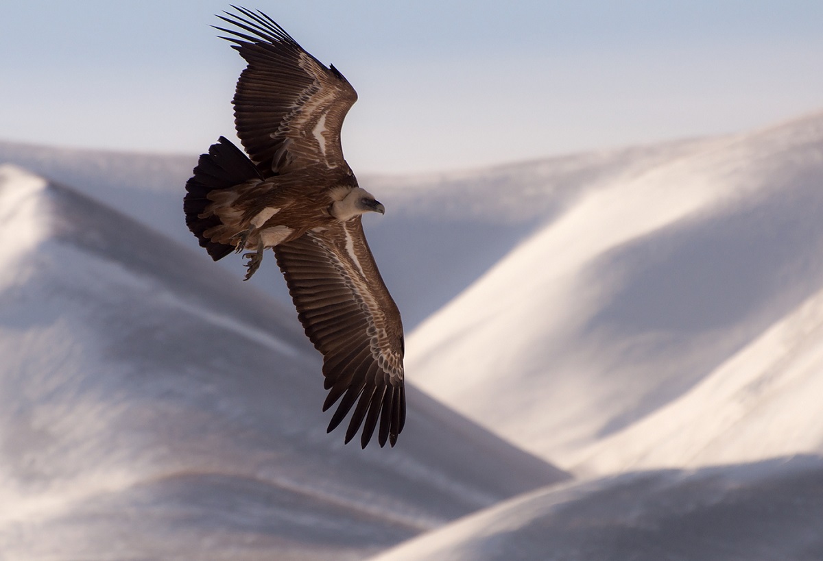 Griffon Vulture in flight over snow-capped mountains