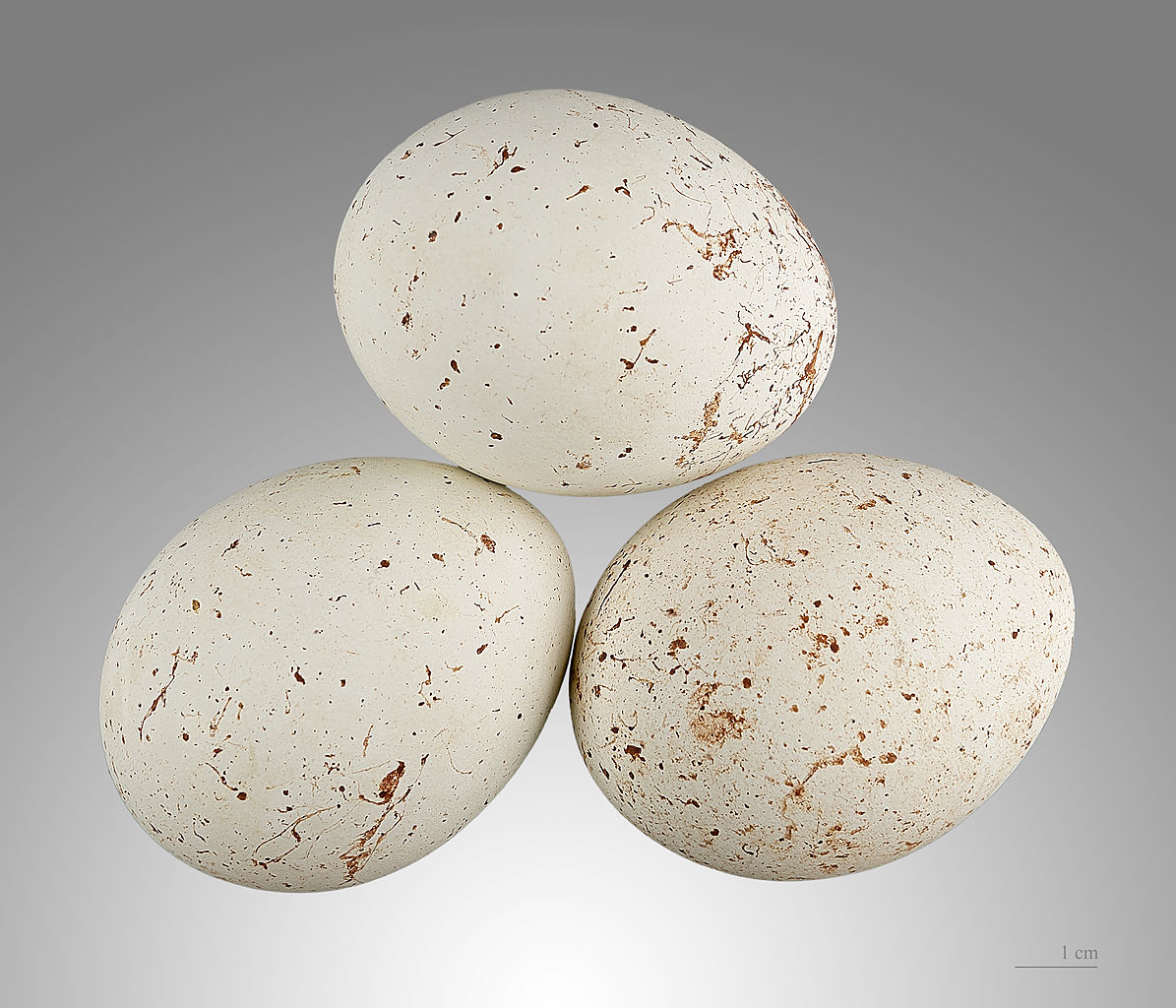 Uova di aquilone rosso