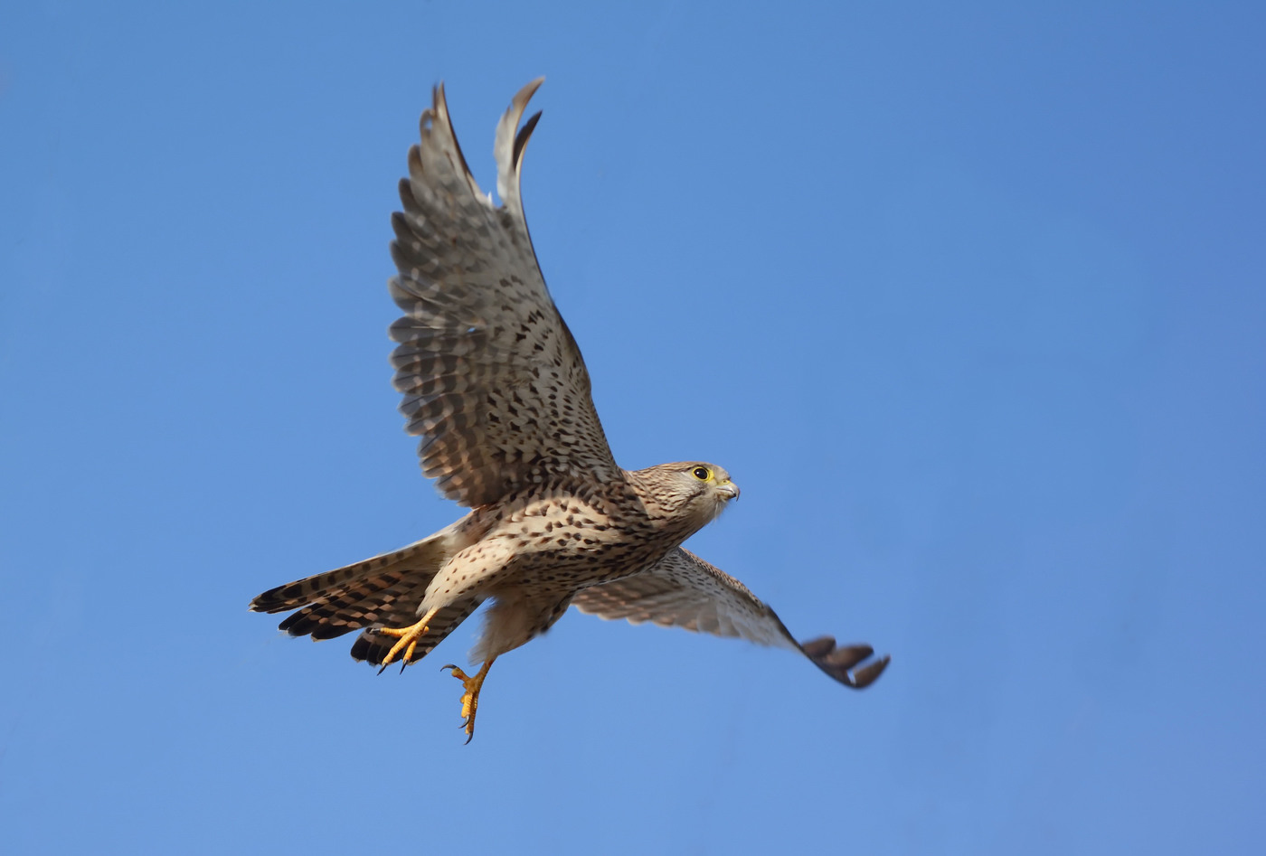 I-Kestrel falcon