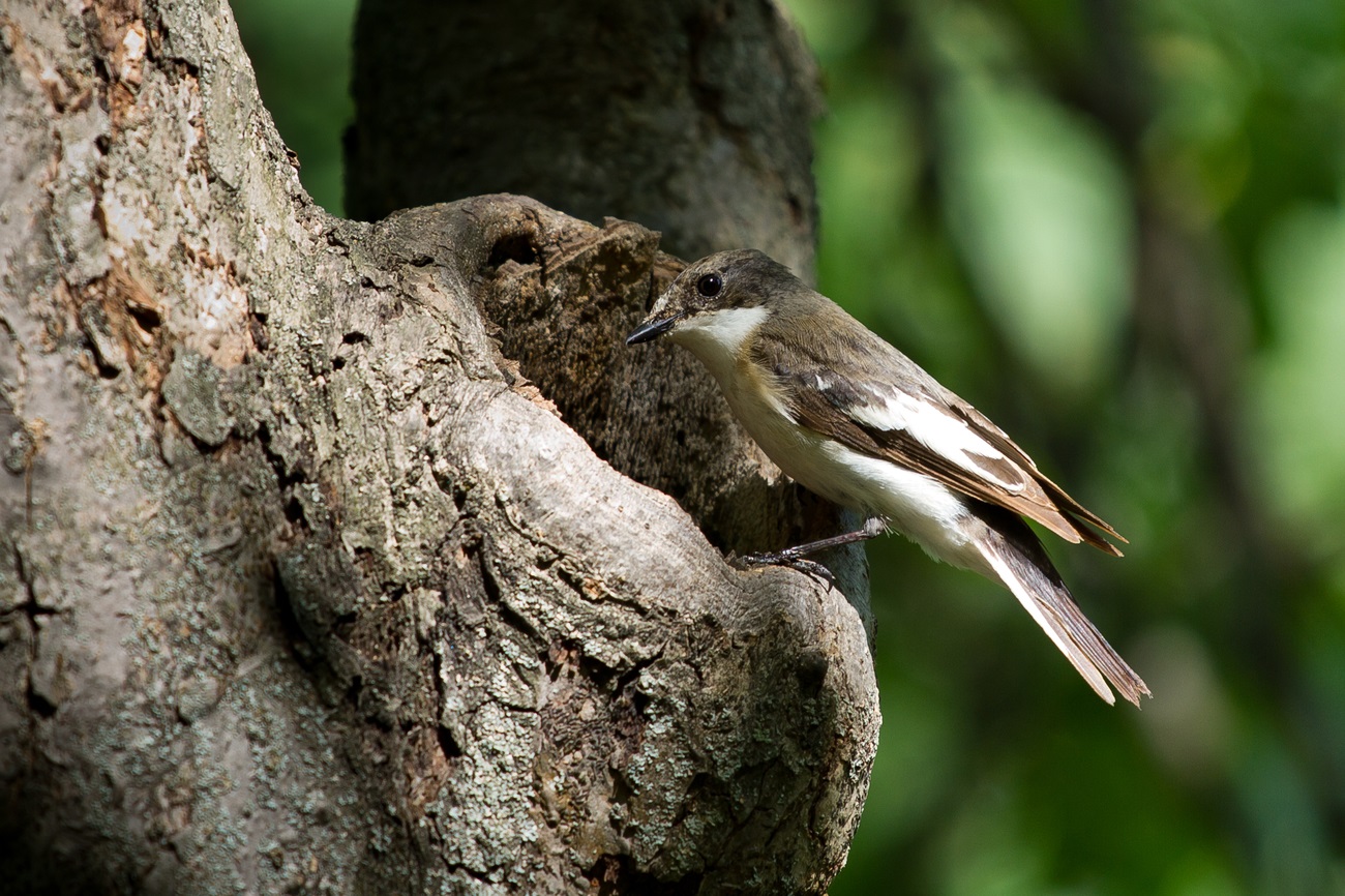Pied Flycatcher дар лона