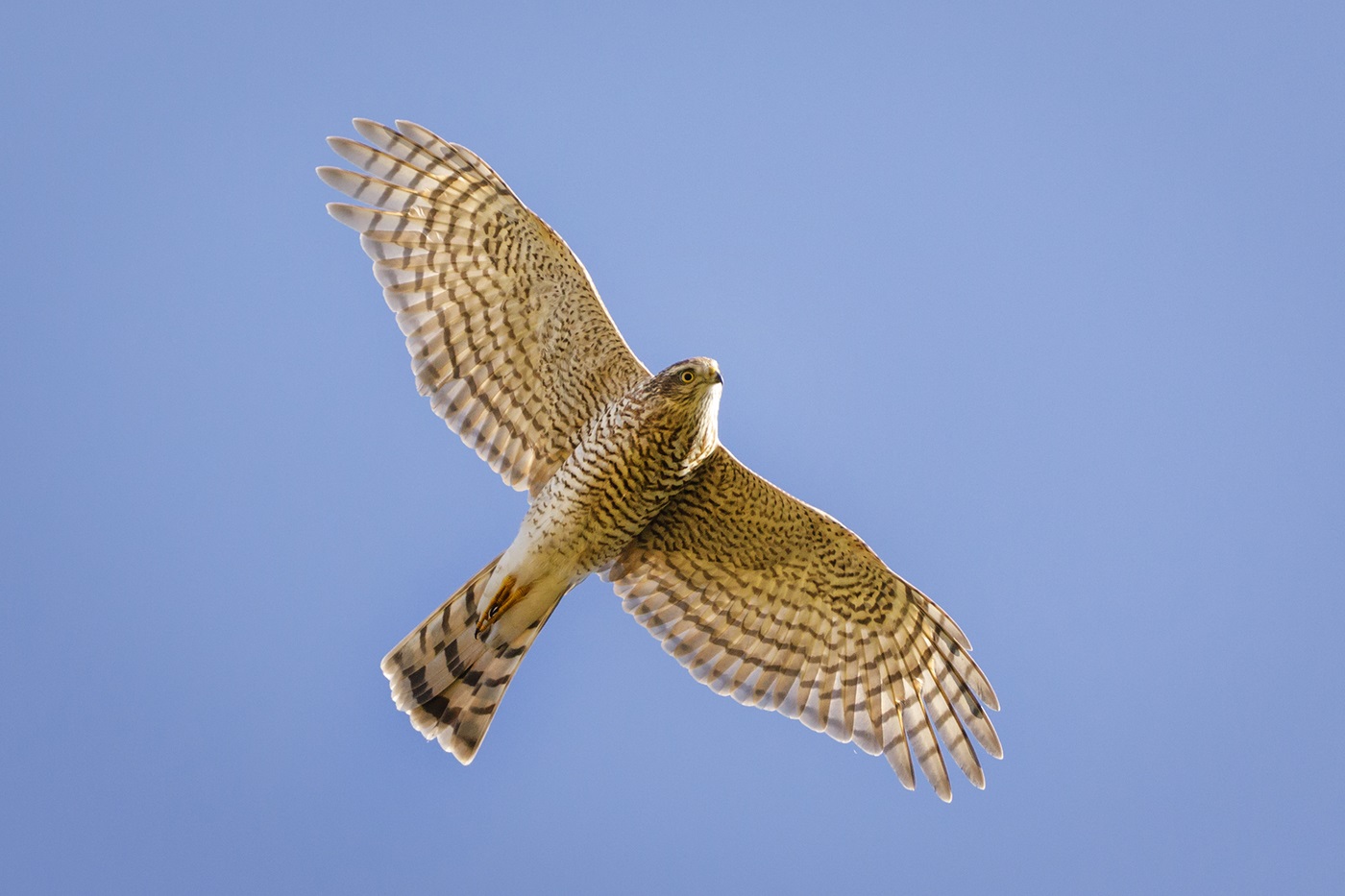 Hawk Sparrowhawk in de lucht