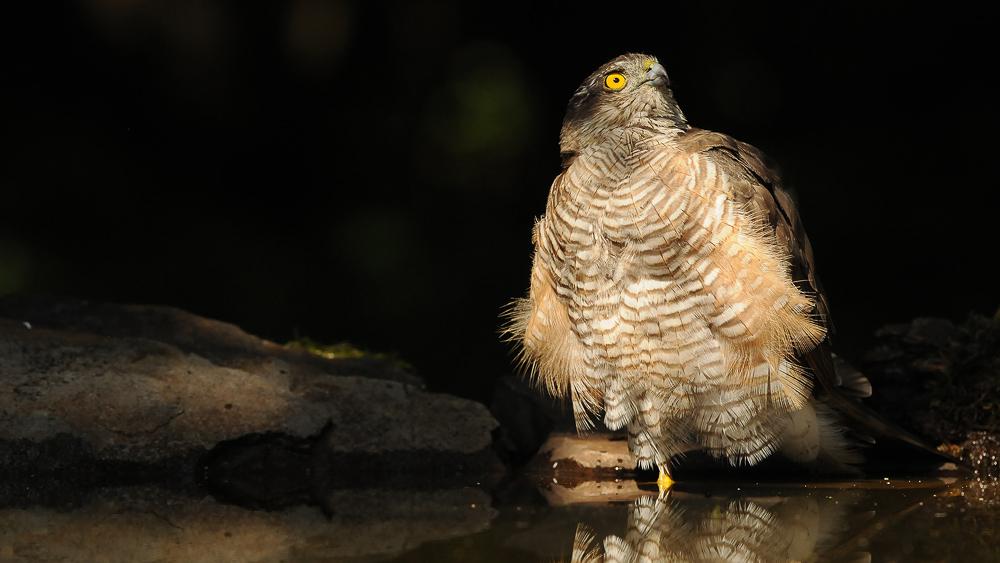 Il falco sparrowhill bagna