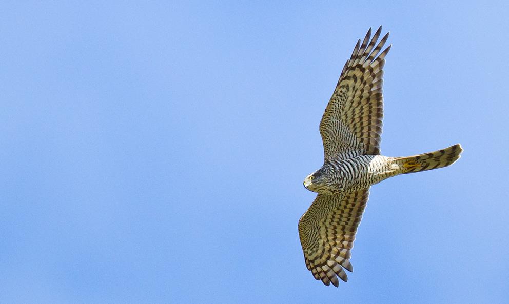 Hawk sparrow in flight