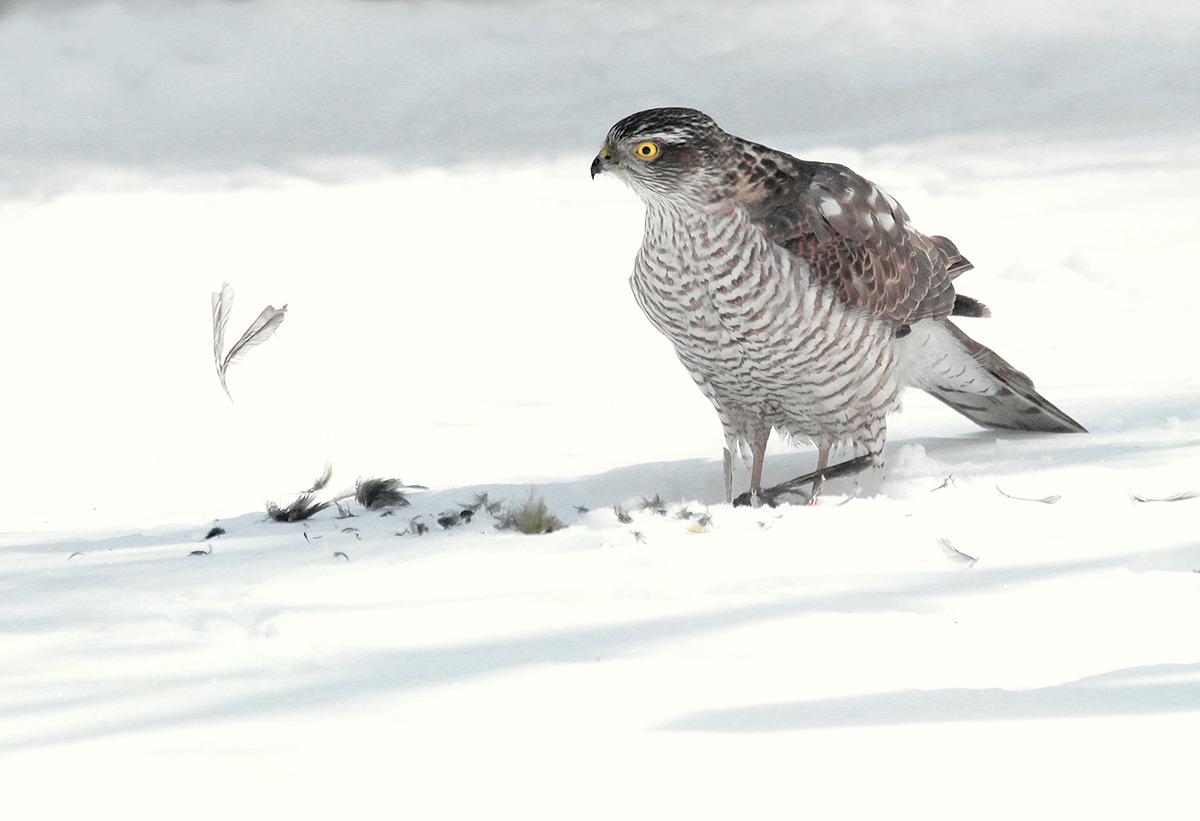 Sparrow Hawk op sneeuw met prooi