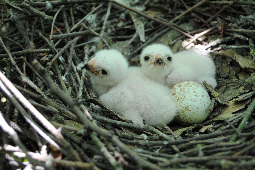 Sparrowhawk nest with chicks