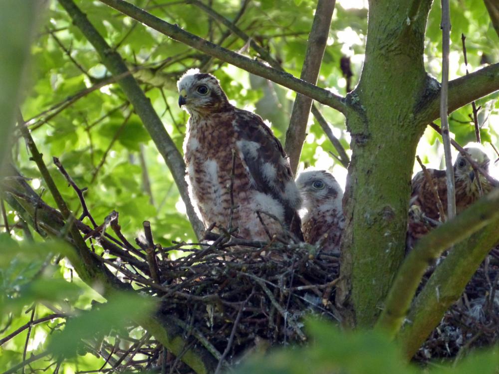 Sparrowhawk Nest with Mature Chicks