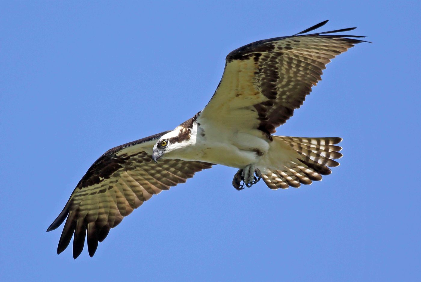 Osprey mashkull në fluturim mbi fole