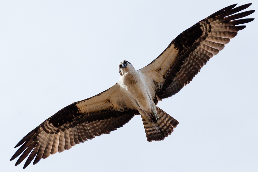 Osprey în zbor
