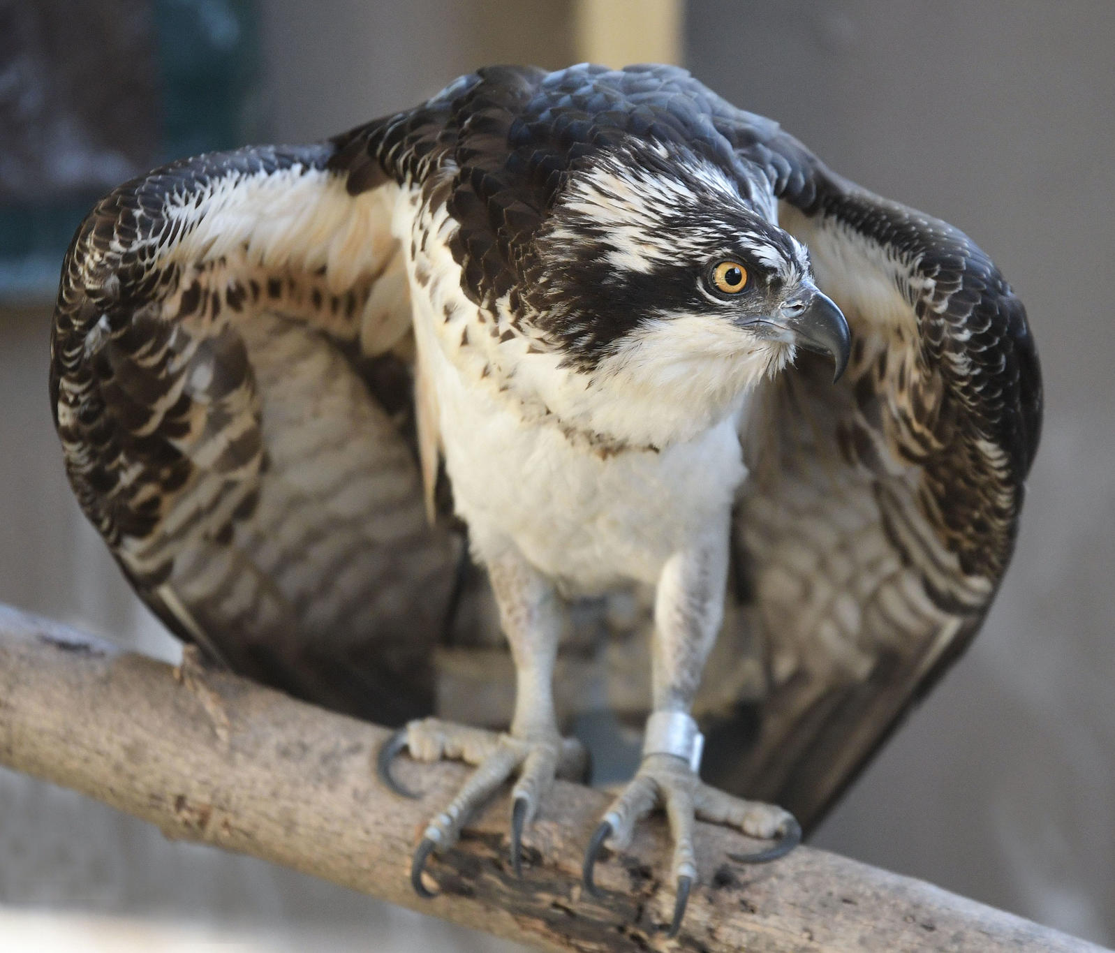 Osprey, foto e një zogu
