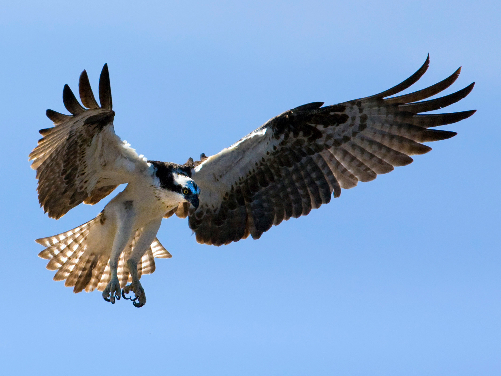 Osprey lidojumā, putnu fotogrāfijas