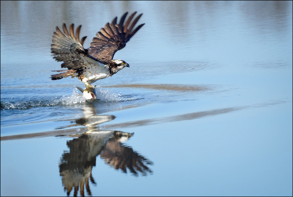 Osprey բռնել է ձուկ