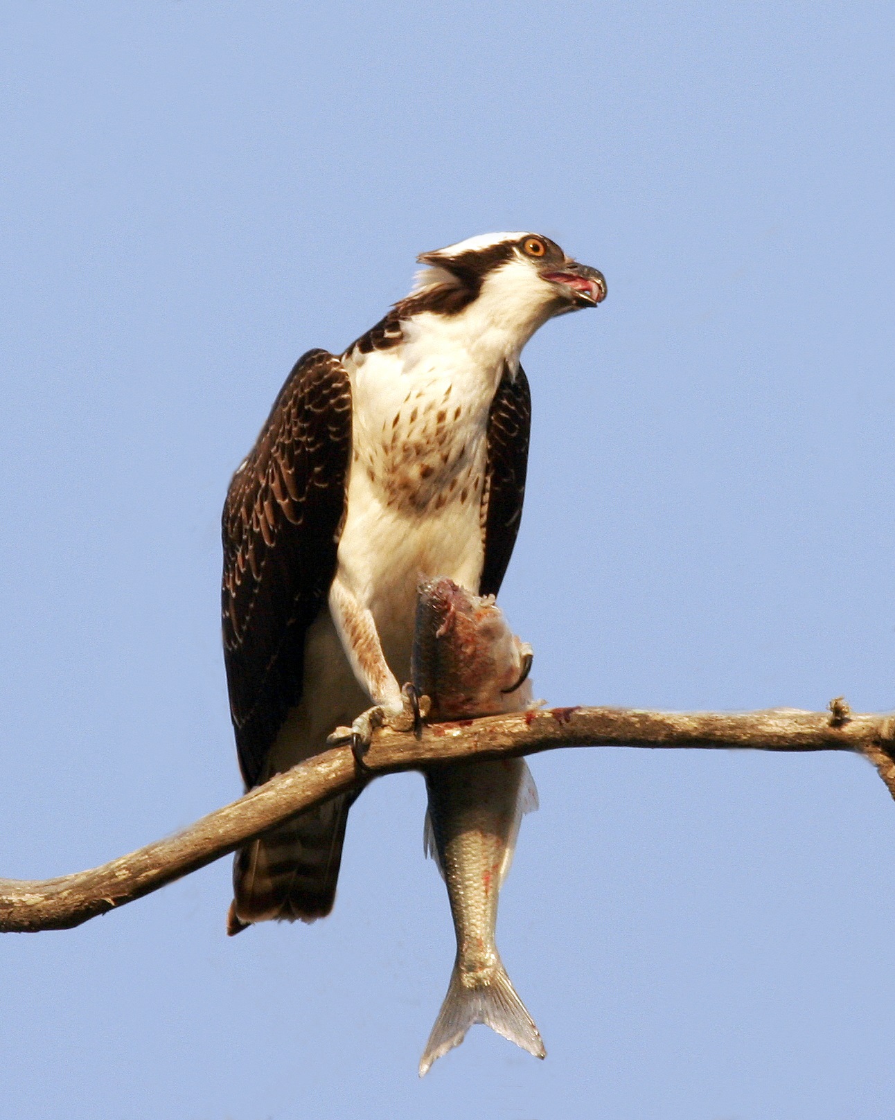 Osprey Eats Fish
