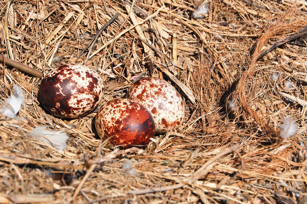 Osprey jajca v gnezdu