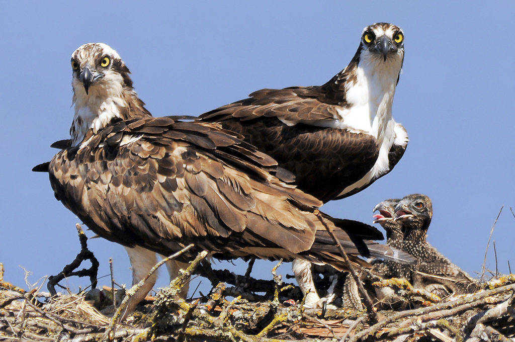 Pair e osprey në fole me chicks