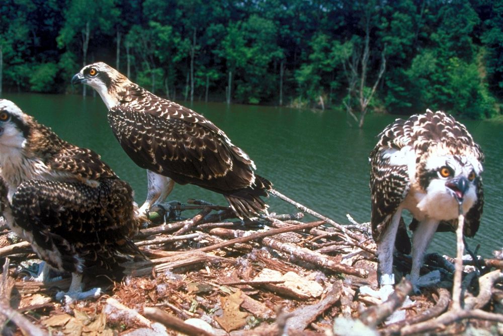 Լուսանկարը Osprey բույնի հետ չափահաս chicks