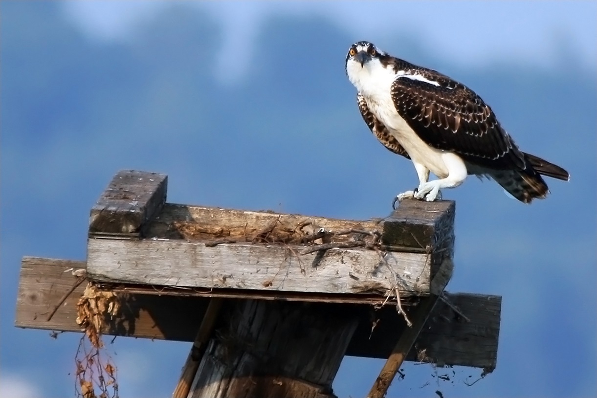 Osprey έφηβος σε ανθρωπογενείς Nest