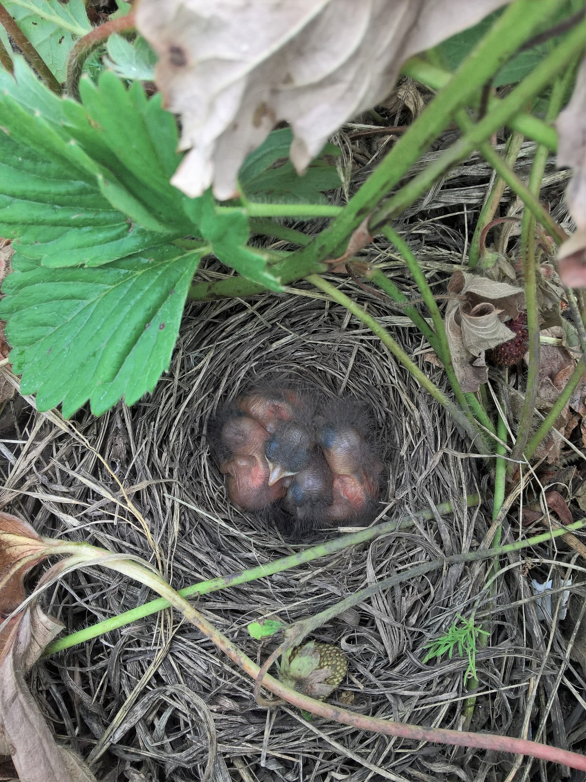 Varakushka nest with small chicks