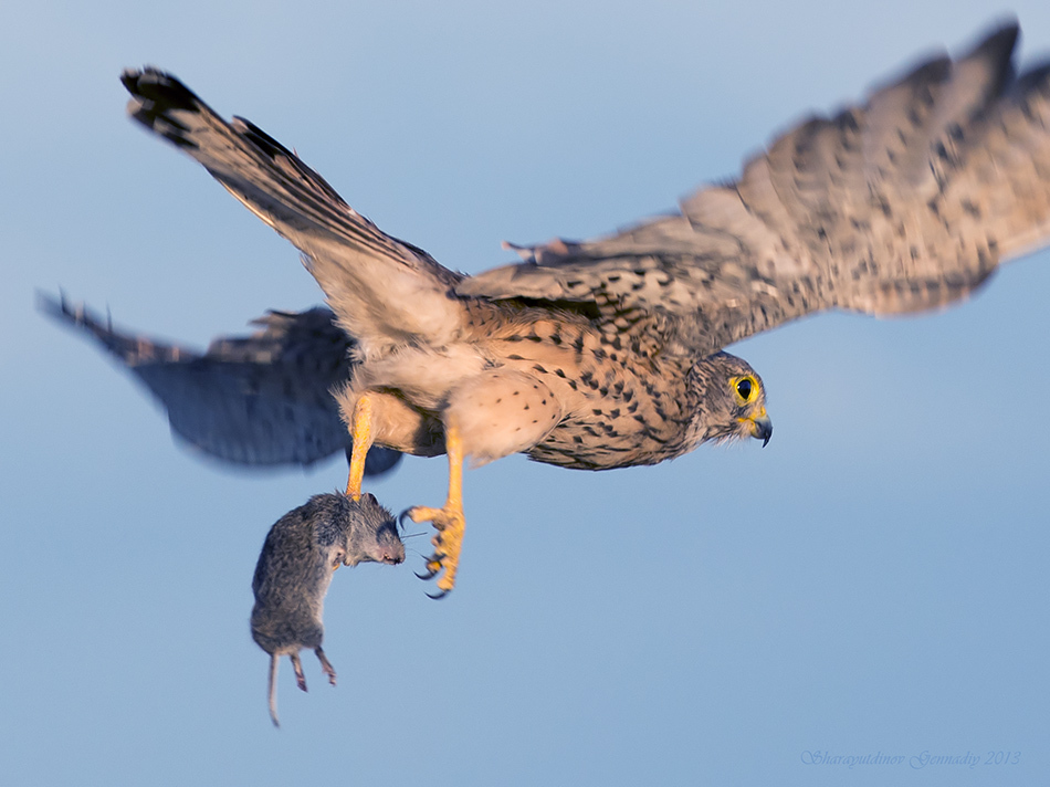 Praeda fuga Falco