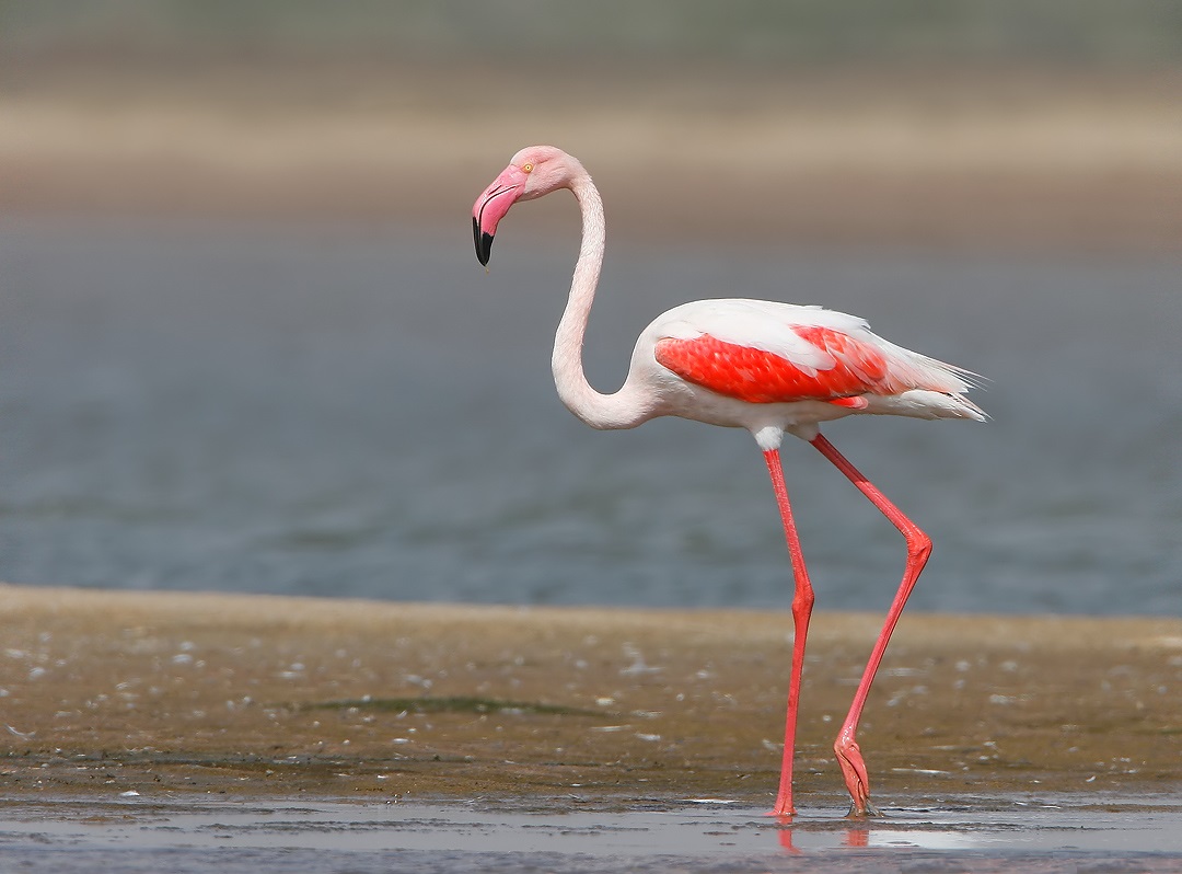 Rosa flamingo