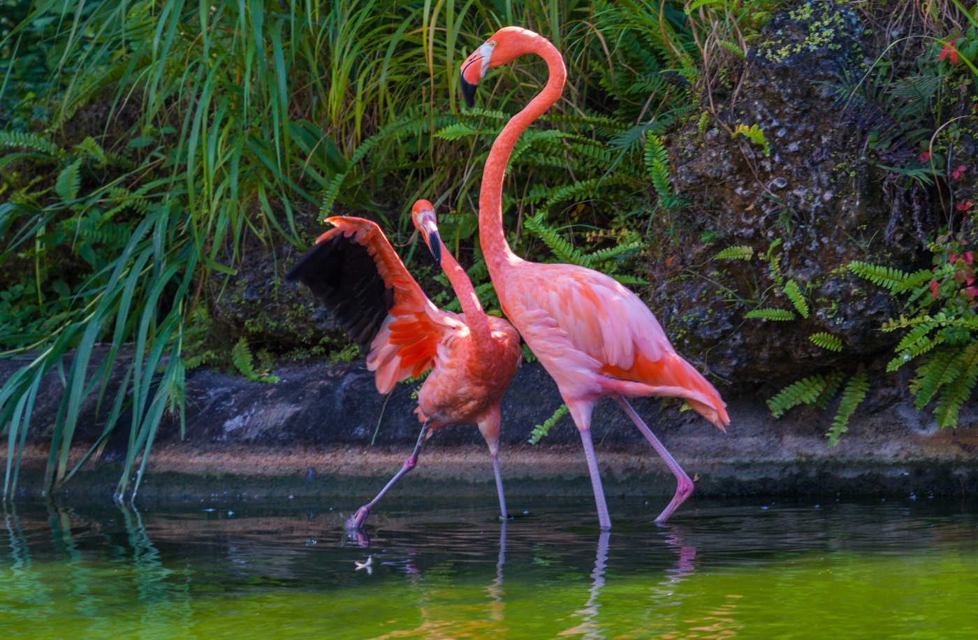 Ягаан өнгийн фламинго