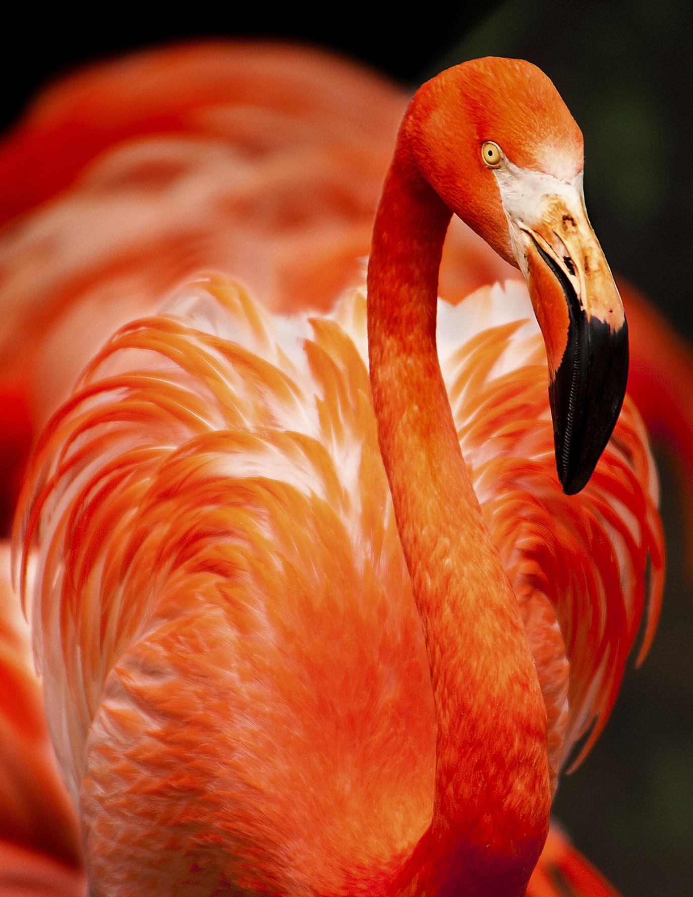 Rozā flamingo
