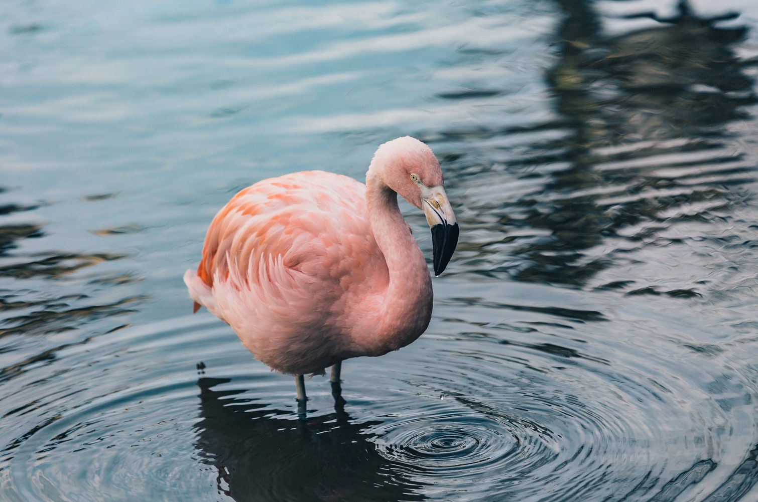 Pushti flamingo