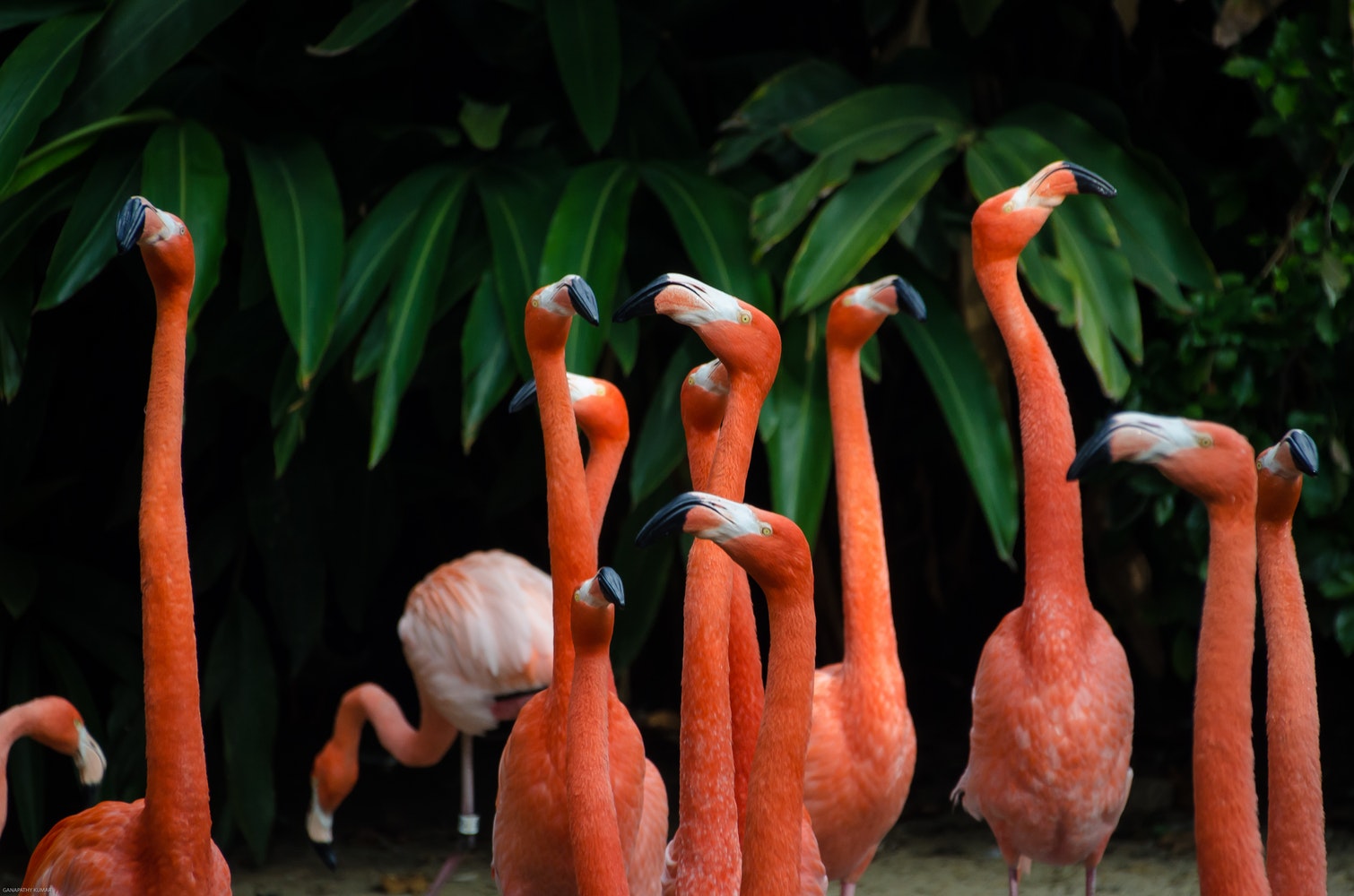 Ib tug flock ntawm liab flamingos