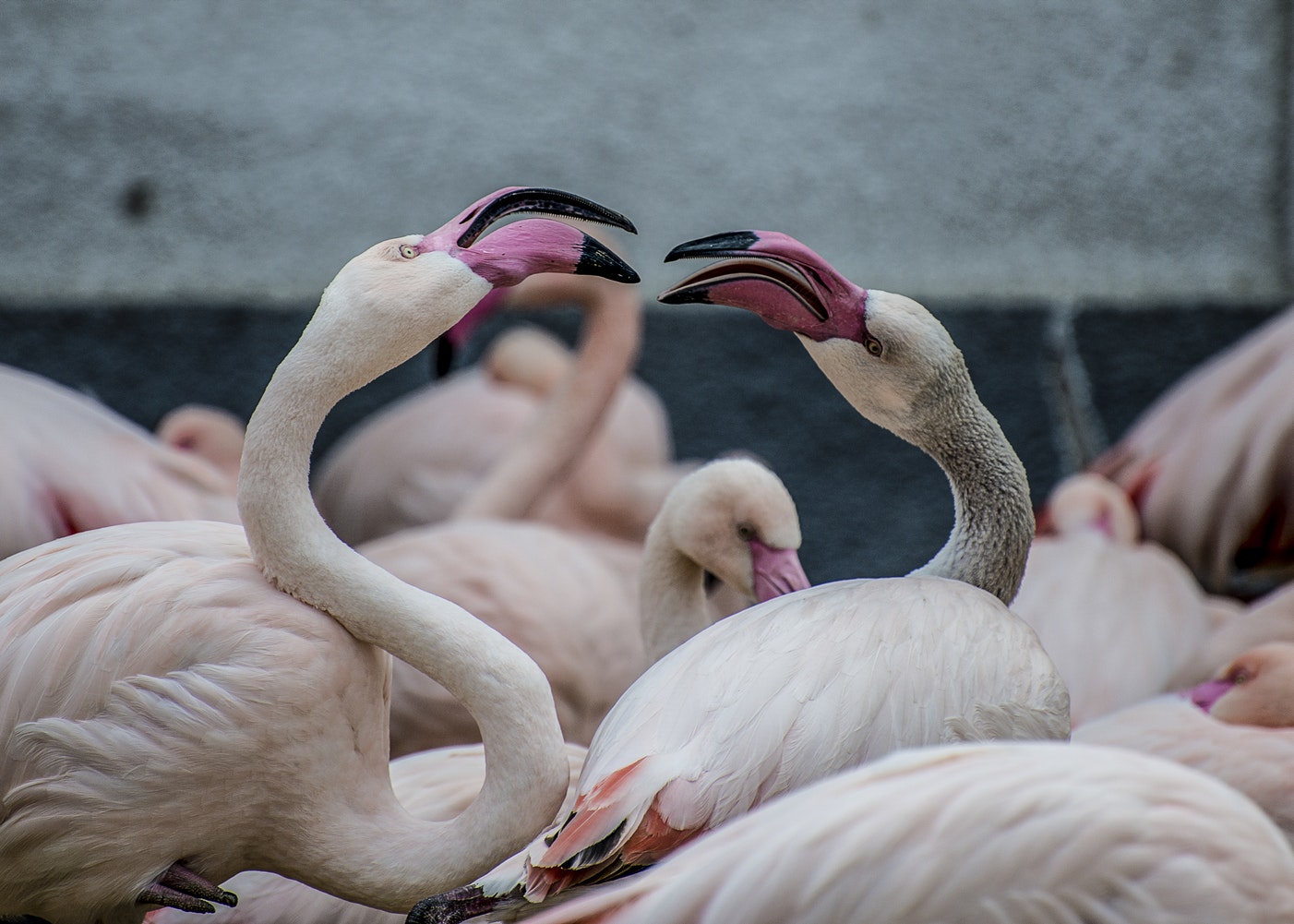 Ŝafo de rozkoloraj flamingoj