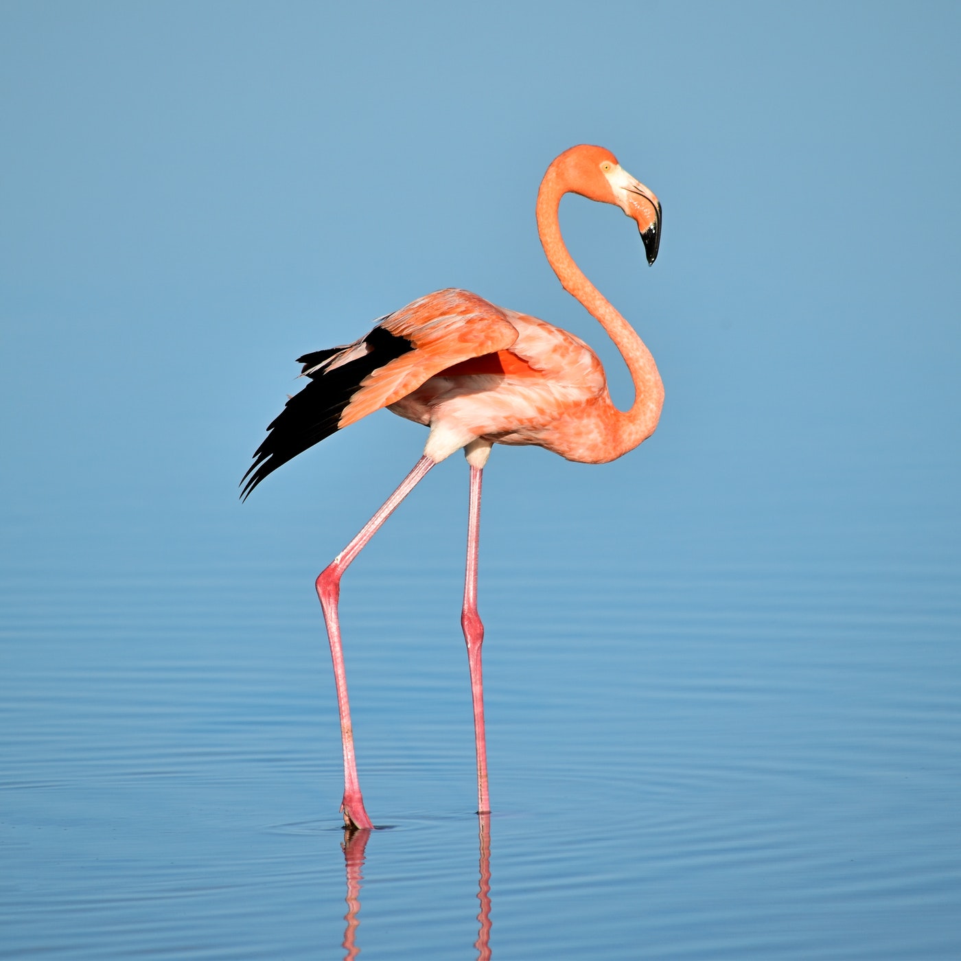 Rozkolora flamingo