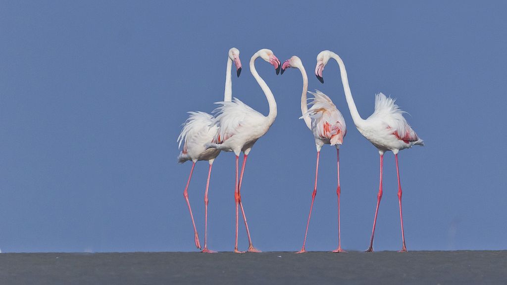 Roze flamingo's op de kust