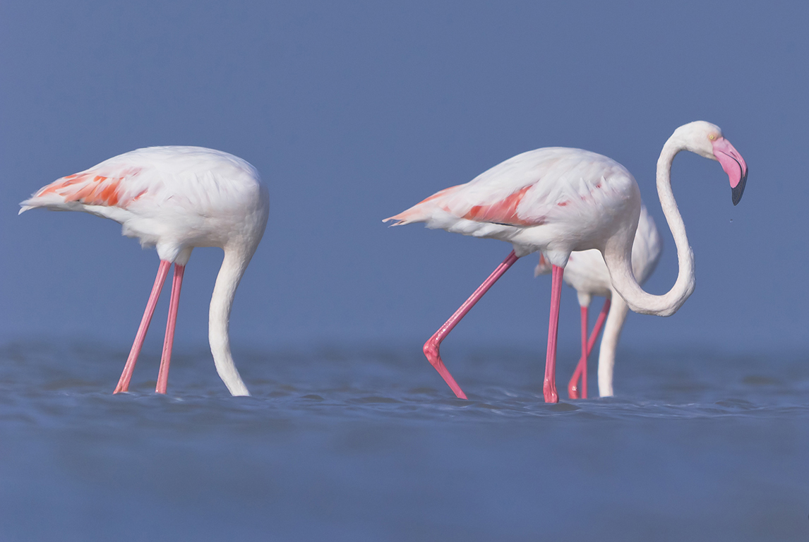 Pink flamingos leita að mat