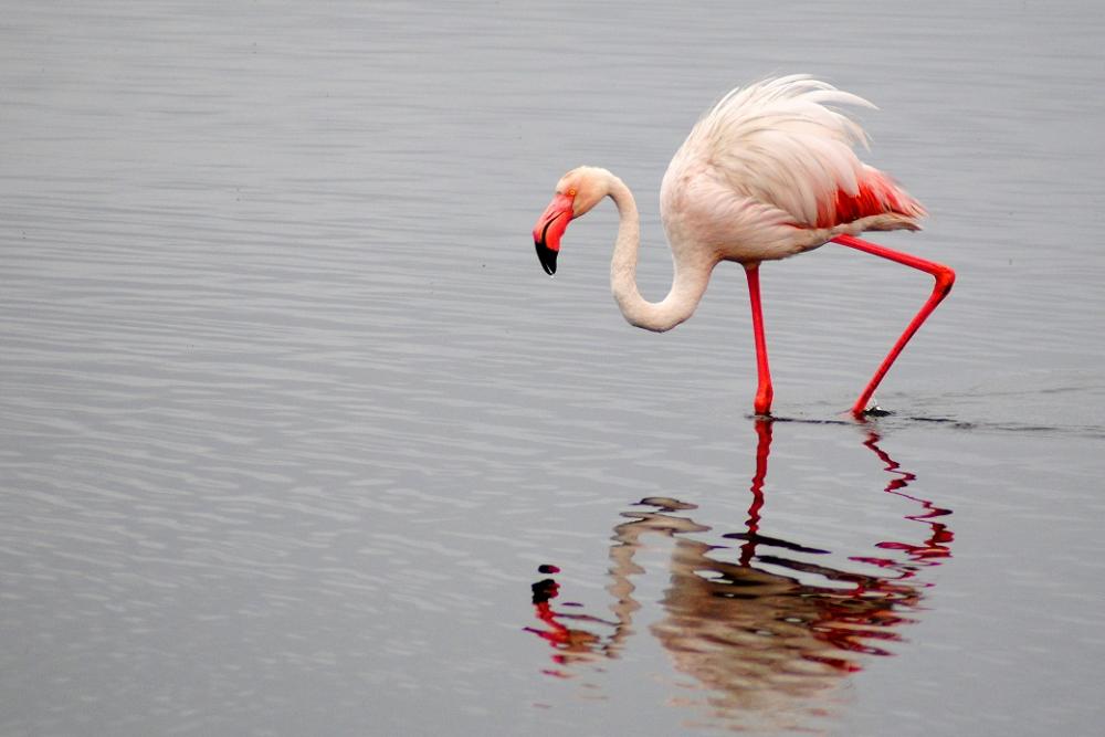 Flamingo merah jambu