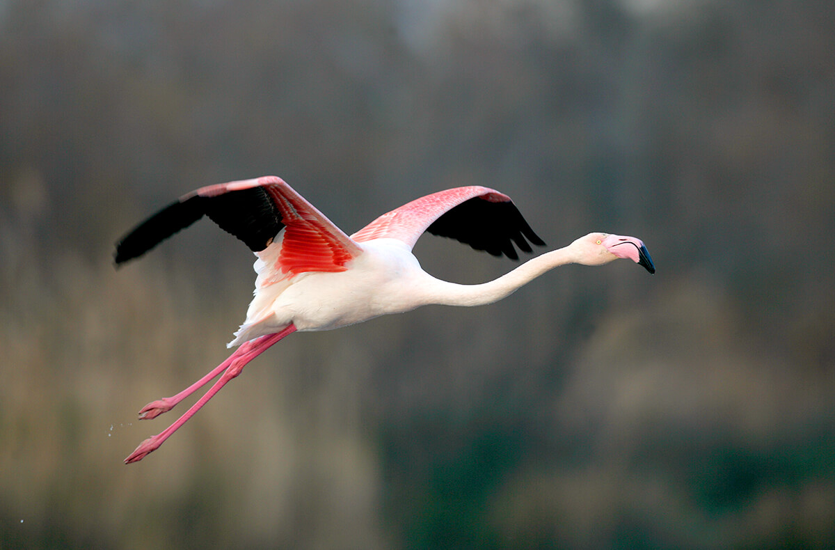 Rozā flamingo: putna foto lidojuma laikā