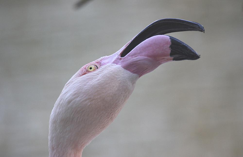 Pink flamingo: a photo of the beak from the bottom angle