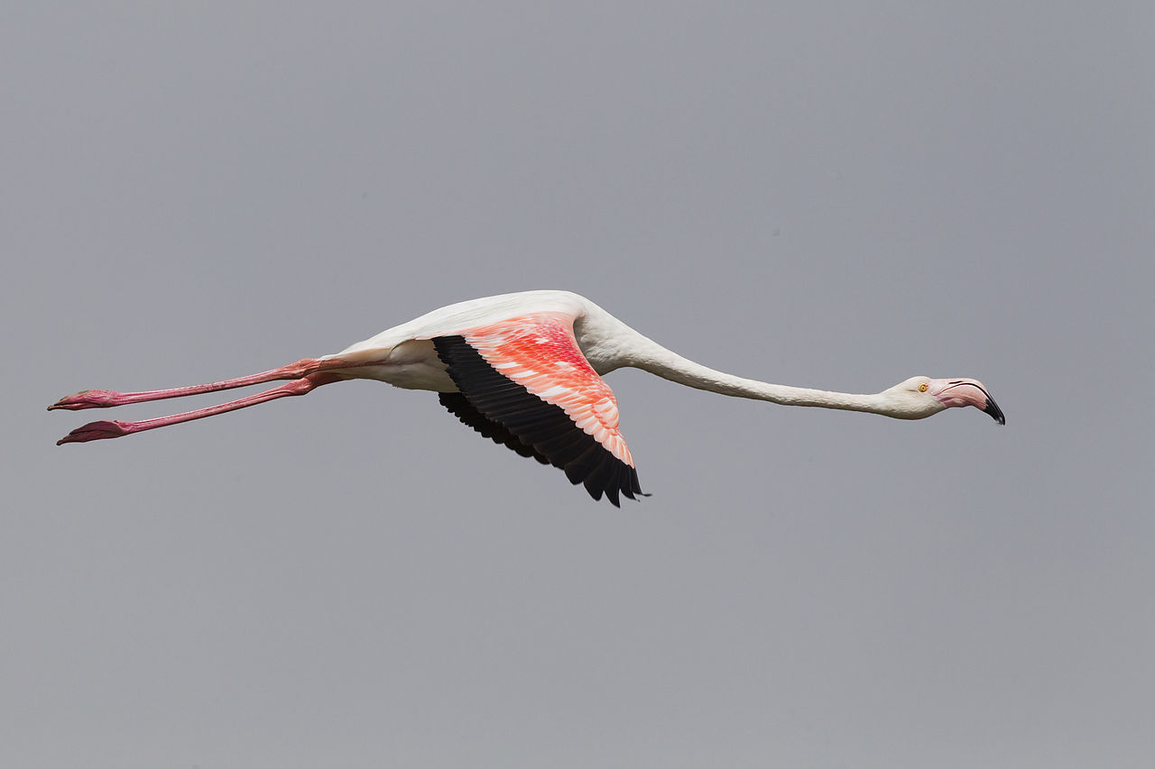 Pembe flamingo