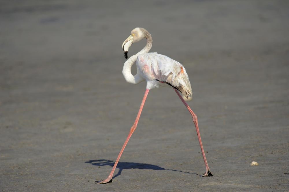 Langbeen vroulike pienk flamingo