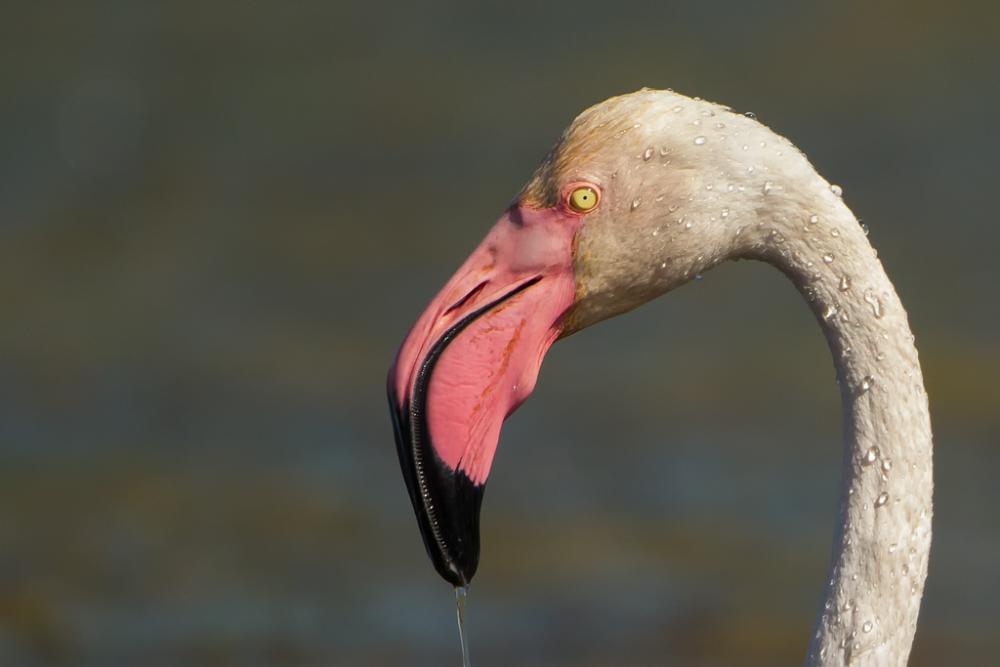 Roze flamingo: close-upfoto van het hoofd en de bek