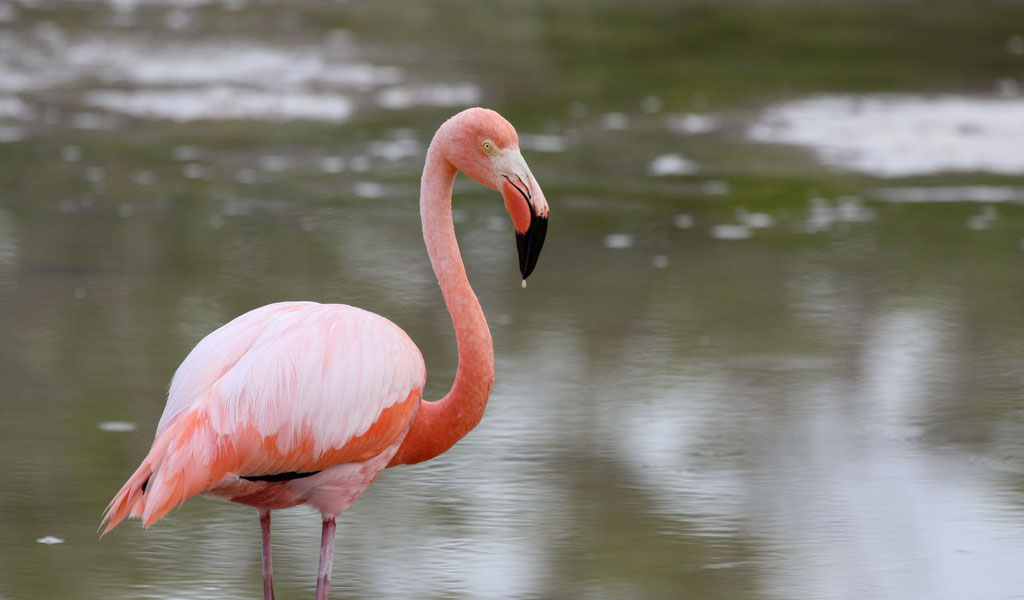 Rozā flamingo: skaista fotogrāfija
