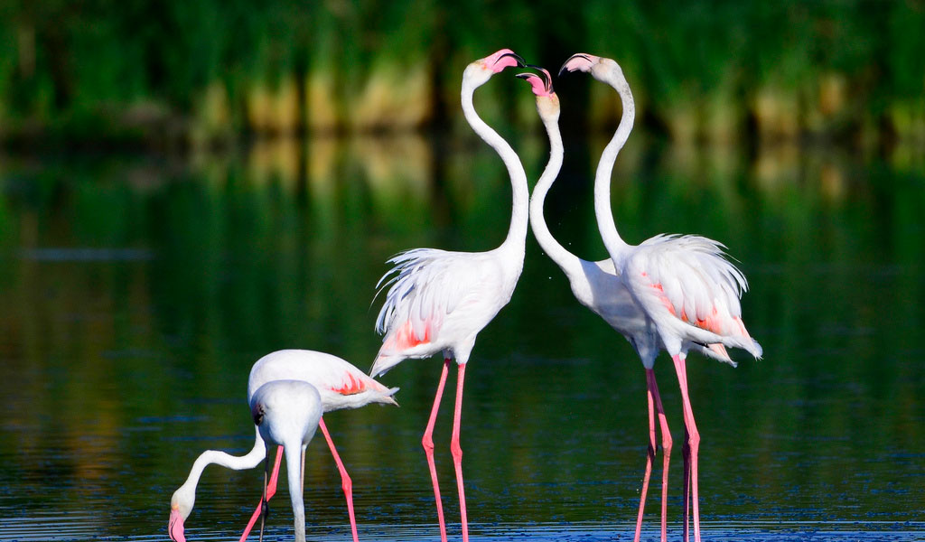 Pink flamingos coo